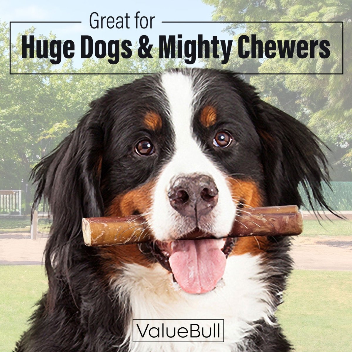 ValueBull Bully Sticks for Large Dogs, Super Jumbo 6 Inch, 100 Count Bulk Pack - Super Jumbo - 100 Sticks