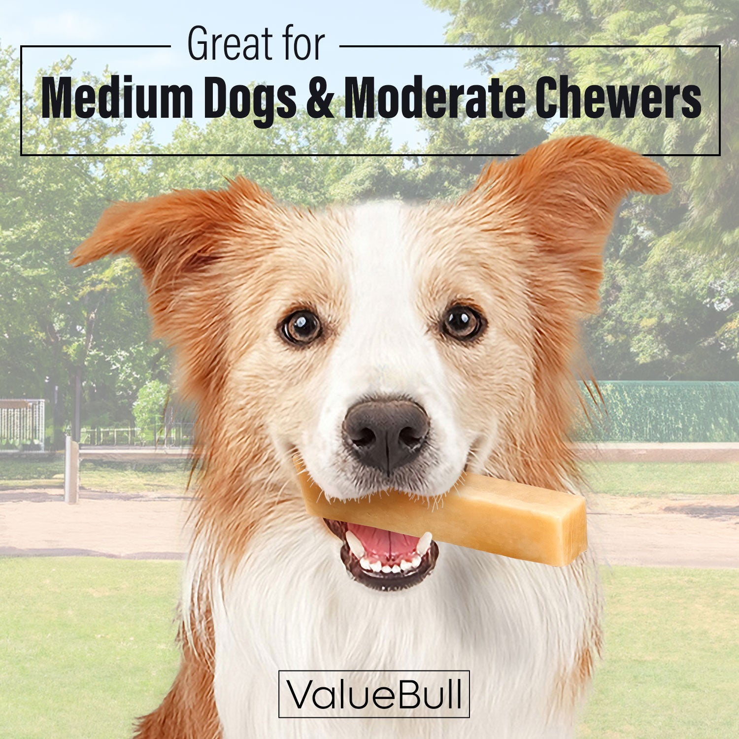 ValueBull Himalayan Yak Cheese Dog Chews, Medium, 100 ct Wholesale Pack - Medium - 100 Bars