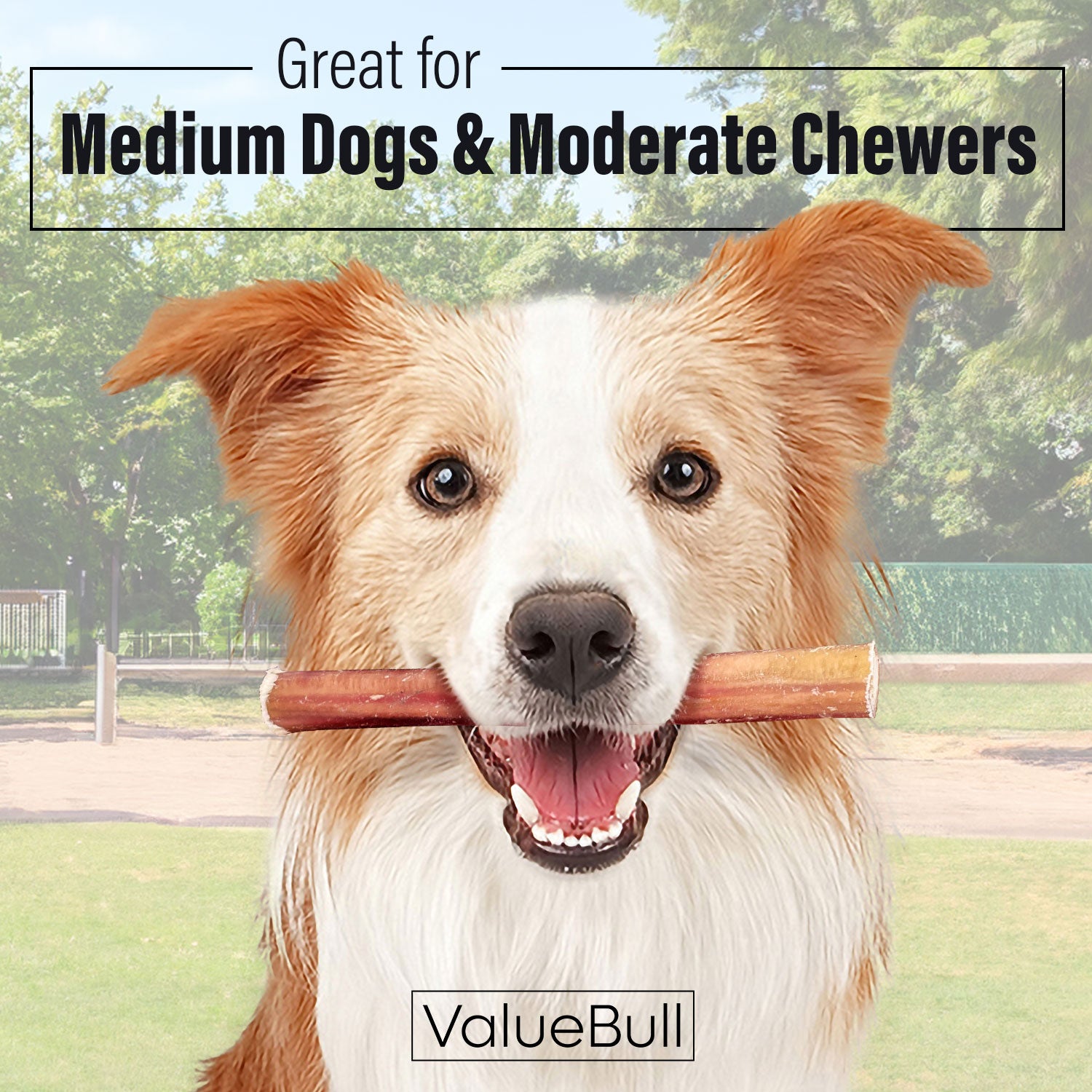 ValueBull Bully Sticks for Dogs, Medium 6 Inch, 50 Count - Medium - 50 Sticks