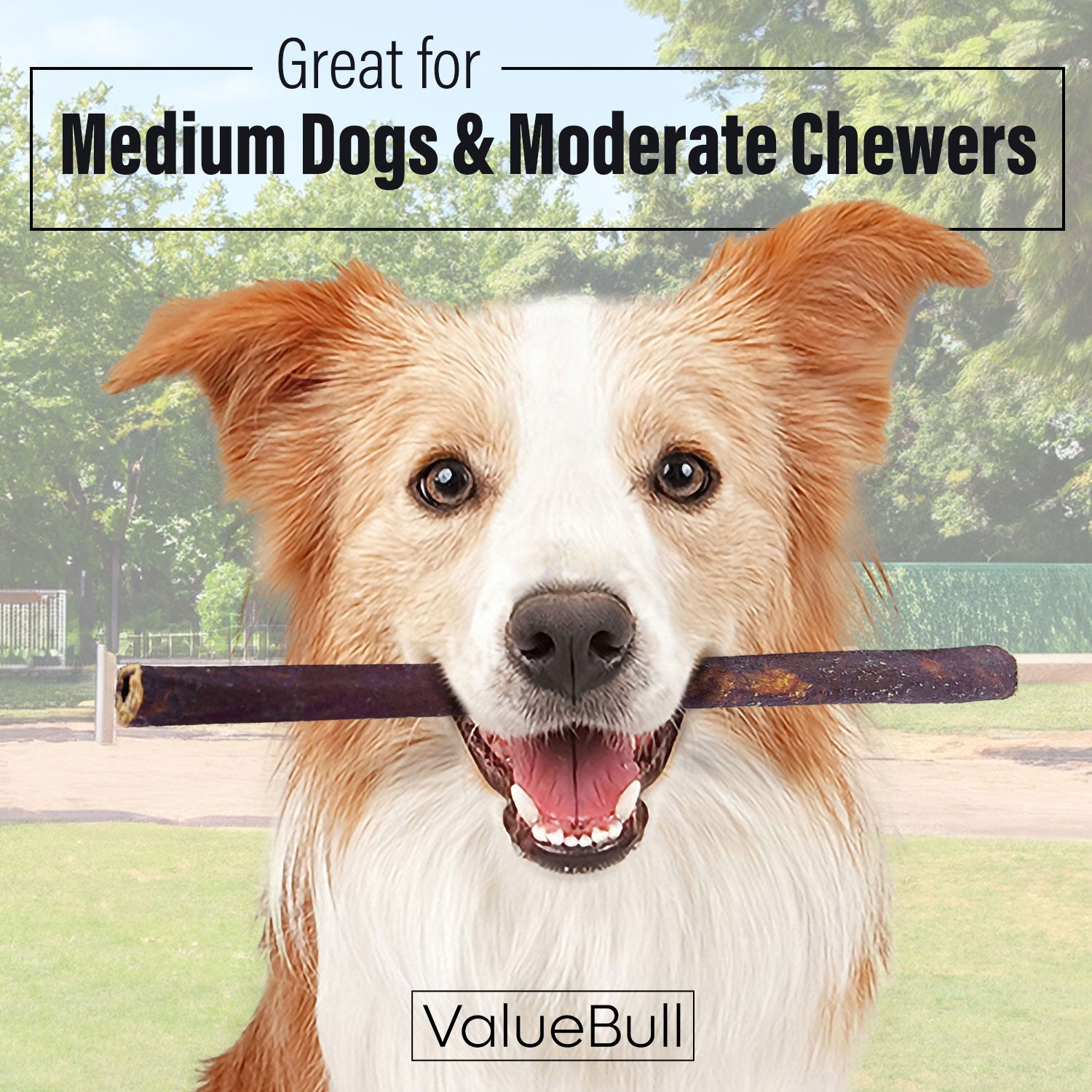 ValueBull Collagen Sticks for Dogs, 12 Inch Medium Chews, Natural Long-Lasting Dog Treats, 100 Count Bulk Pack - Medium - 100 Sticks