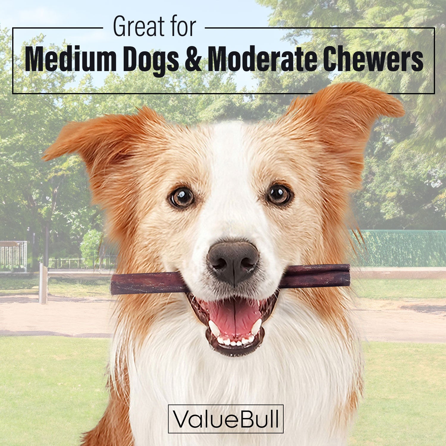 ValueBull Collagen Sticks for Dogs, 6 Inch Medium Chews, Natural Long-Lasting Dog Treats, 400 Count Wholesale Pack - Medium - 400 Sticks