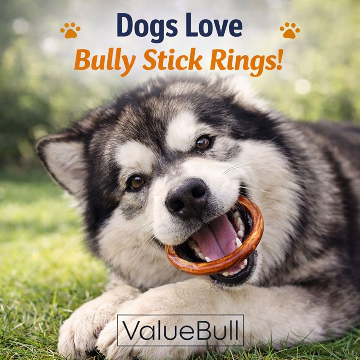 ValueBull Bully Stick Rings for Dogs, Varied, 25 Count - Donut - 25 Rings