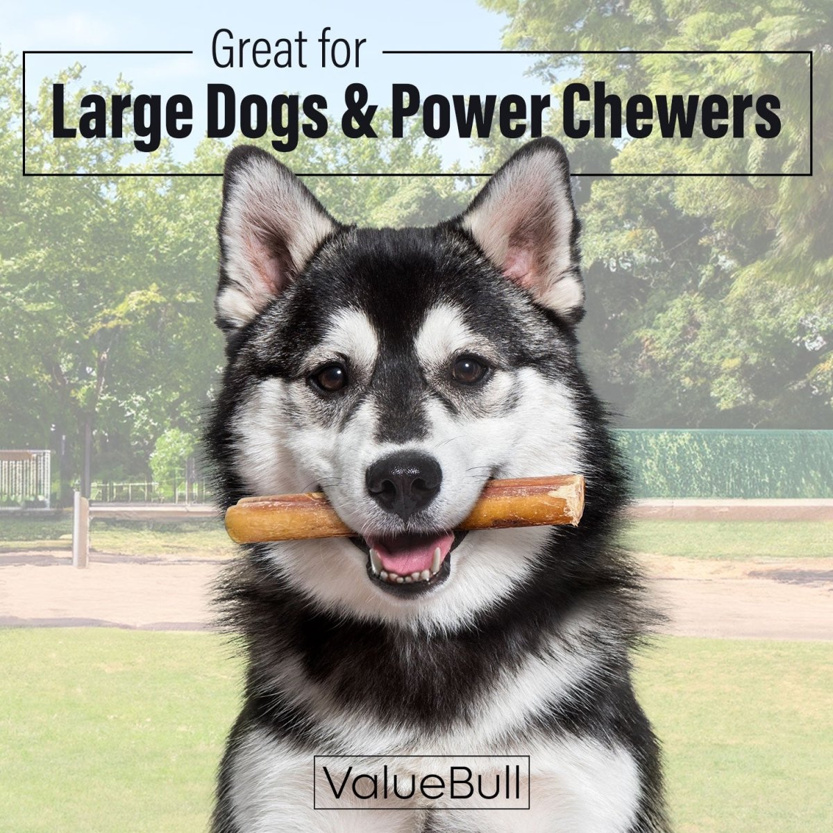 ValueBull Bully Sticks for Large Dogs, Jumbo 6 Inch, 25 Count - Jumbo - 25 Sticks