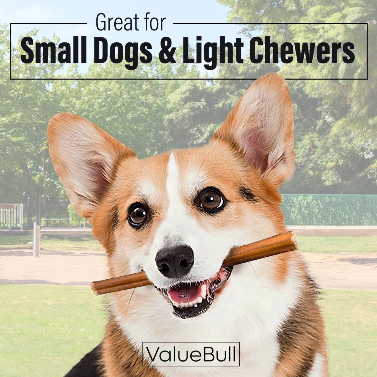 ValueBull Bully Sticks for Small Dogs, Thin 6 Inch, 100 Count Bulk Pack - Thin - 100 Sticks