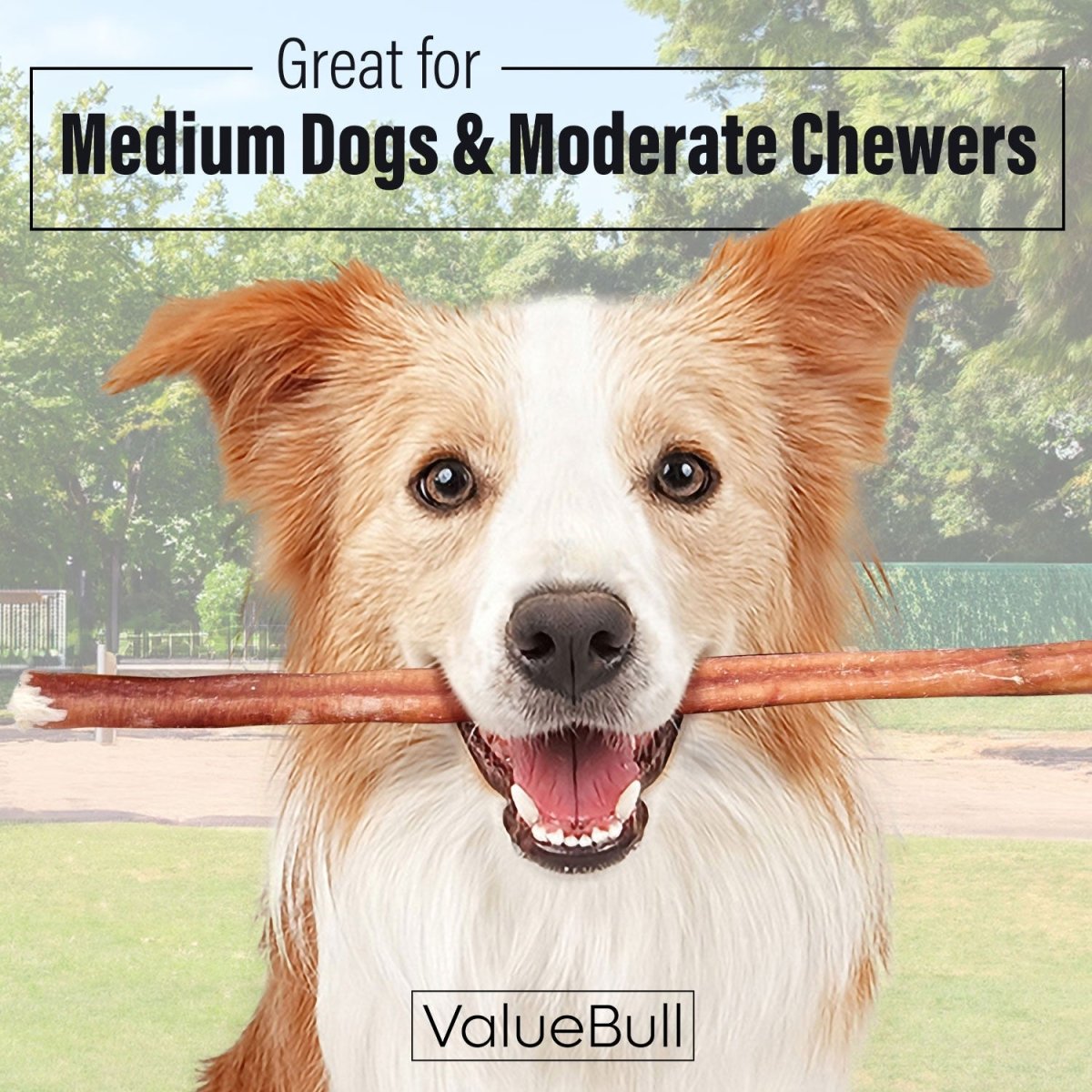 ValueBull Bully Sticks for Dogs, Medium 12 Inch, 200 Count Bulk Pack - Medium - 200 Sticks