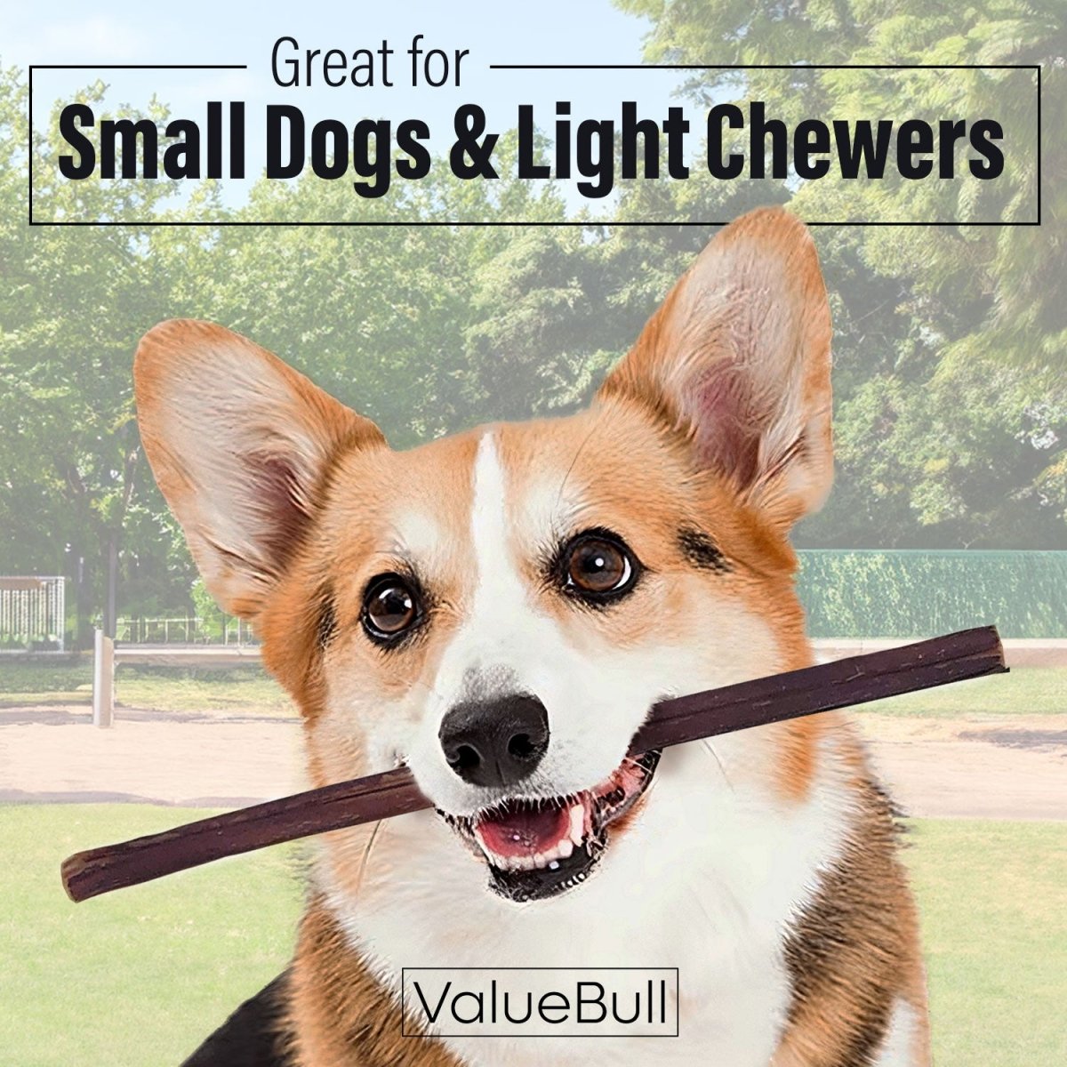 ValueBull Bully Sticks for Small Dogs, Thin 12 Inch, 25 Count - Thin - 25 Sticks