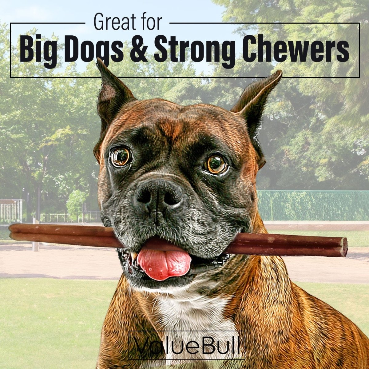 ValueBull Bully Sticks for Large Dogs, Thick 12 Inch, 200 Count Wholesale Pack - Thick - 200 Sticks