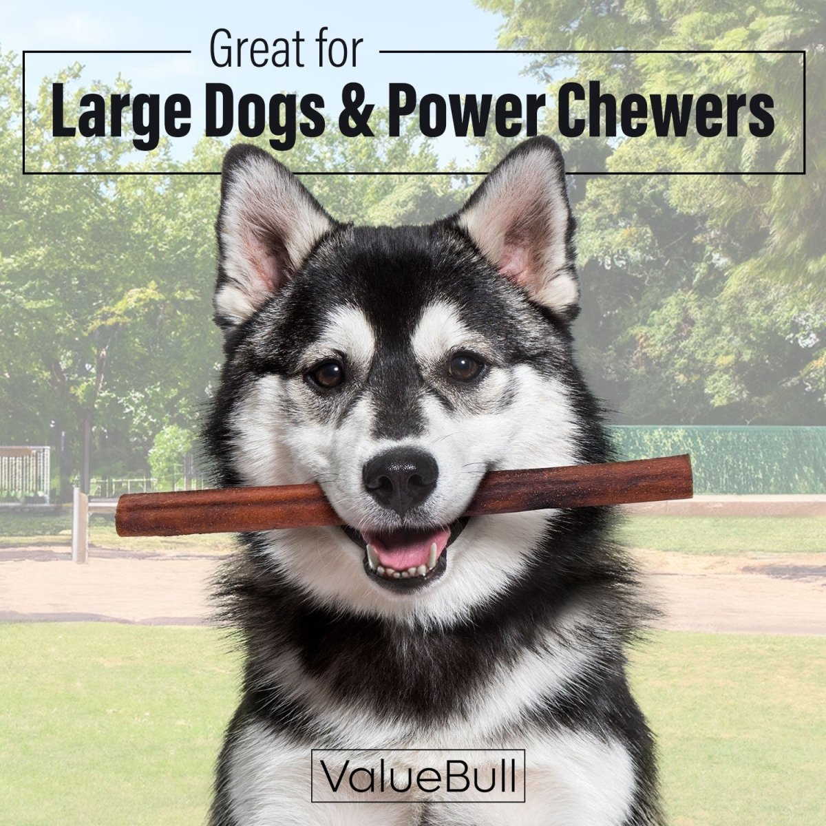 ValueBull Collagen Sticks for Dogs, 12 Inch Jumbo Chews, Natural Long-Lasting Dog Treats, 50 Count - Valuepetsupplies