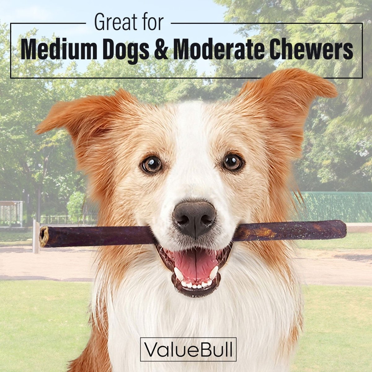 ValueBull Collagen Sticks for Dogs, 12 Inch Medium Chews, Natural Long - Lasting Dog Treats, 50 Count Bulk Pack - Valuepetsupplies