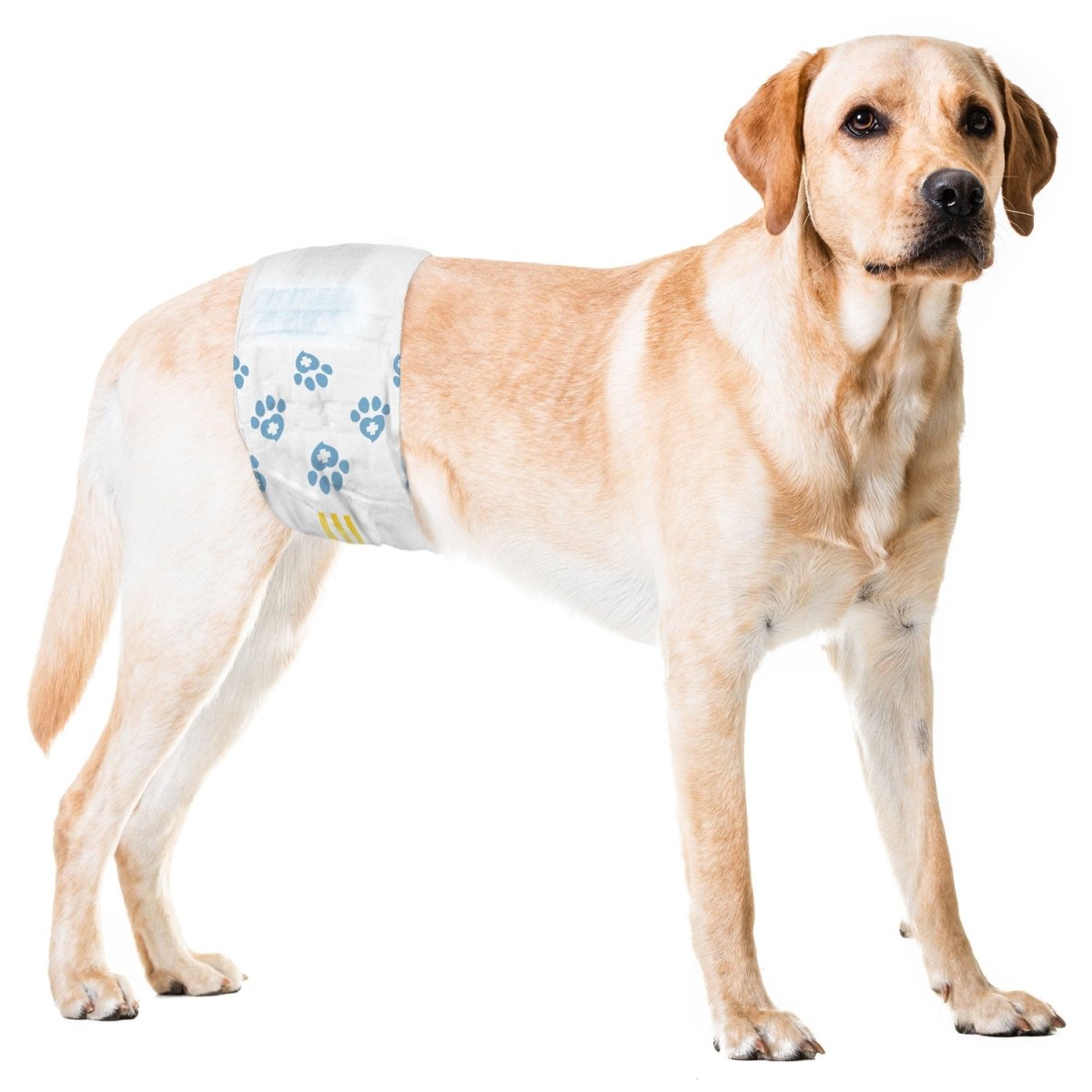 ValueWrap Male Wraps, Disposable Dog Diapers, Large, Lavender, 144 Count - 144 Count